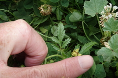 Potentilla norvegica