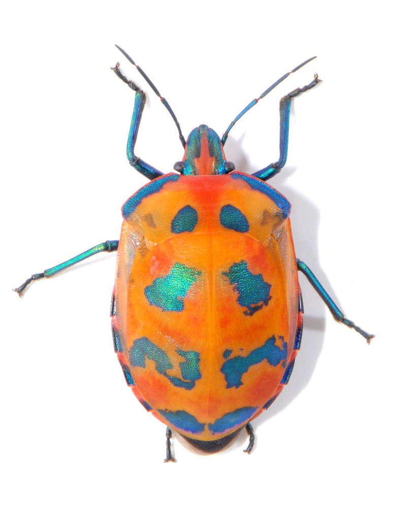Hibiscus Harlequin Bug (Tectocoris diophthalmus) · iNaturalist