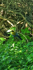 Platycercus adscitus
