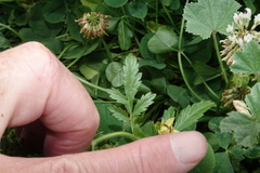 Potentilla norvegica