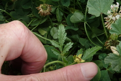Potentilla norvegica