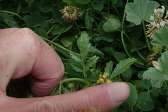 Potentilla norvegica