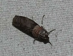 Sciota subcaesiella