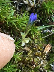 Gentianaceae