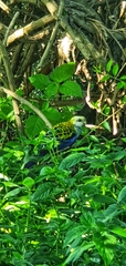 Platycercus adscitus