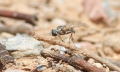 Aphoebantus