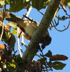 Pheucticus ludovicianus