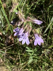 Lobelia brevifolia