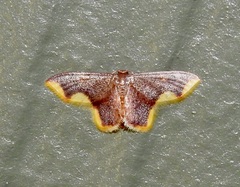 Lophosis labeculata
