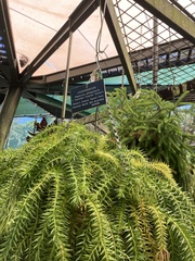 Phlegmariurus squarrosus