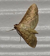 Herpetogramma bipunctalis