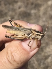 Melanoplus packardii