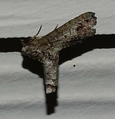 Paectes abrostoloides