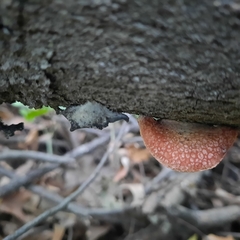 Crepidotus crocophyllus