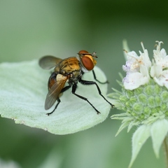 Gymnoclytia