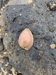 Notocypraea angustata