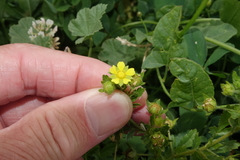 Potentilla norvegica