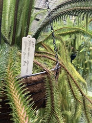 Phlegmariurus squarrosus