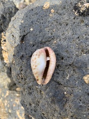 Notocypraea angustata