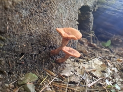 Lactarius camphoratus