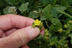 Potentilla norvegica