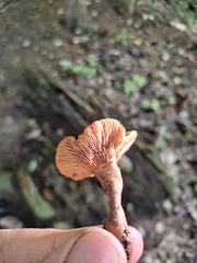 Lactarius camphoratus