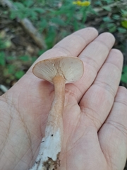 Lactarius camphoratus