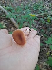 Lactarius camphoratus