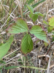 Rubus flagellaris