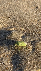 Chlorochroa uhleri