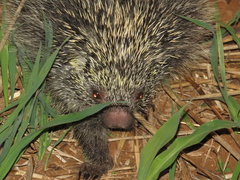 Coendou longicaudatus