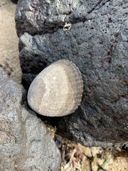 Cellana tramoserica