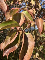 Viburnum lentago