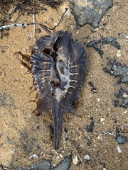 Callorhinchus milii