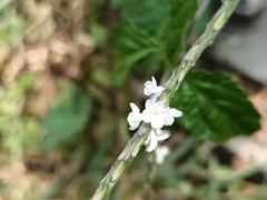 Stachytarpheta cayennensis