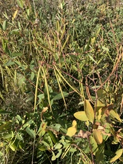 Apocynum cannabinum