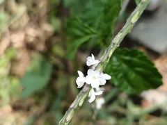 Stachytarpheta cayennensis