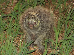 Coendou longicaudatus