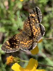 Phyciodes graphica graphica