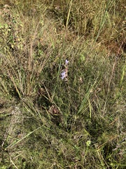 Lobelia brevifolia