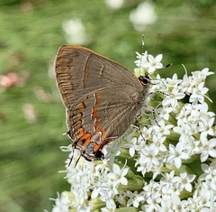 Electrostrymon guzanta