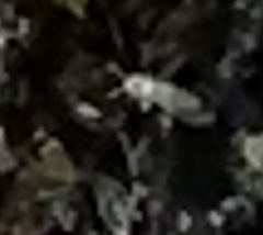 Entomobrya unostrigata