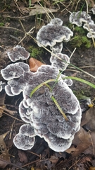 Phellodon niger
