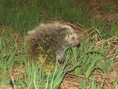 Coendou longicaudatus