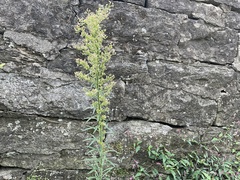 Erigeron canadensis