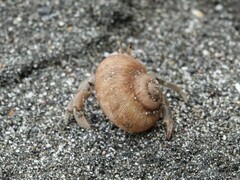 Coenobita compressus