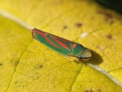 Graphocephala fennahi
