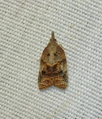 Platynota idaeusalis