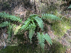 Polypodium hesperium