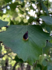 Hormaphis hamamelidis